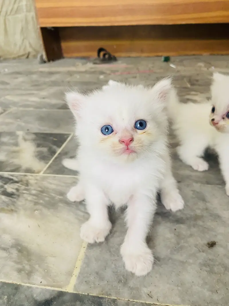 Male female kittens available — photo 2