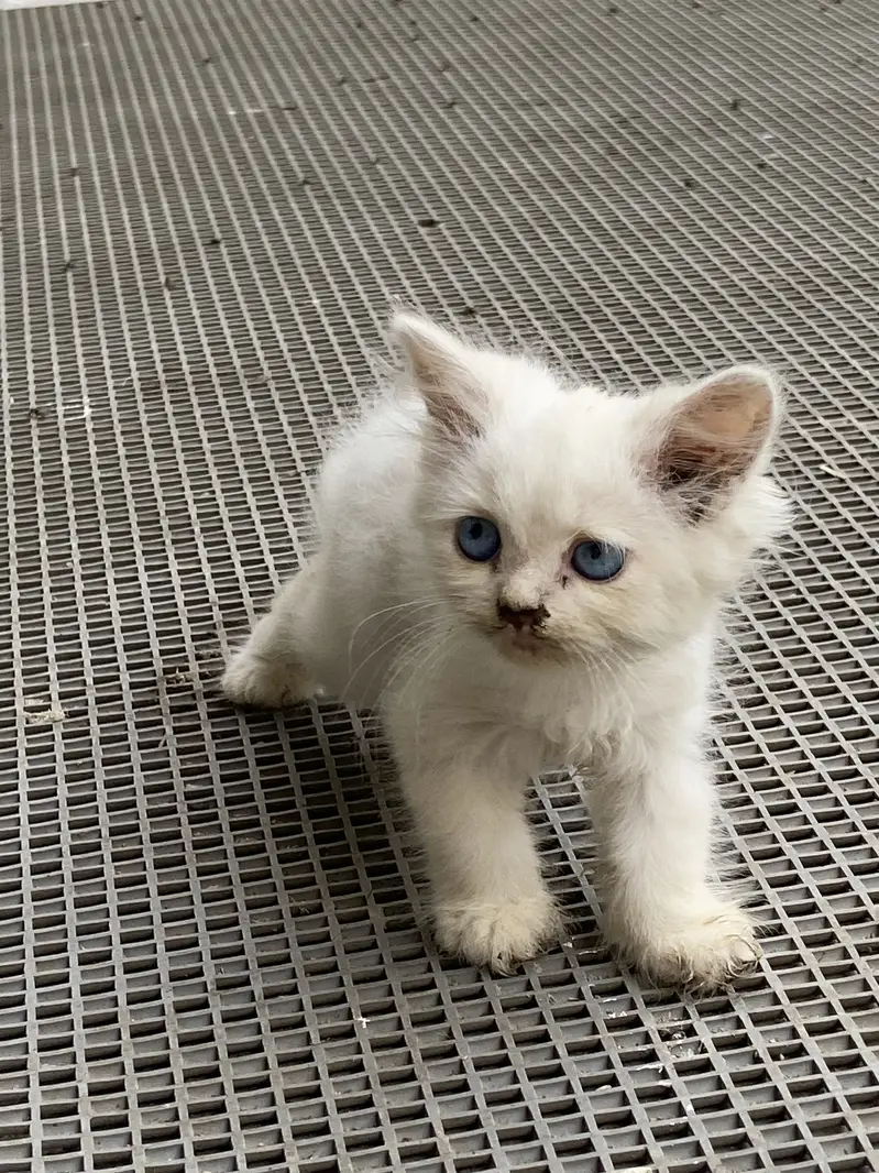 Male female kittens available — photo 3