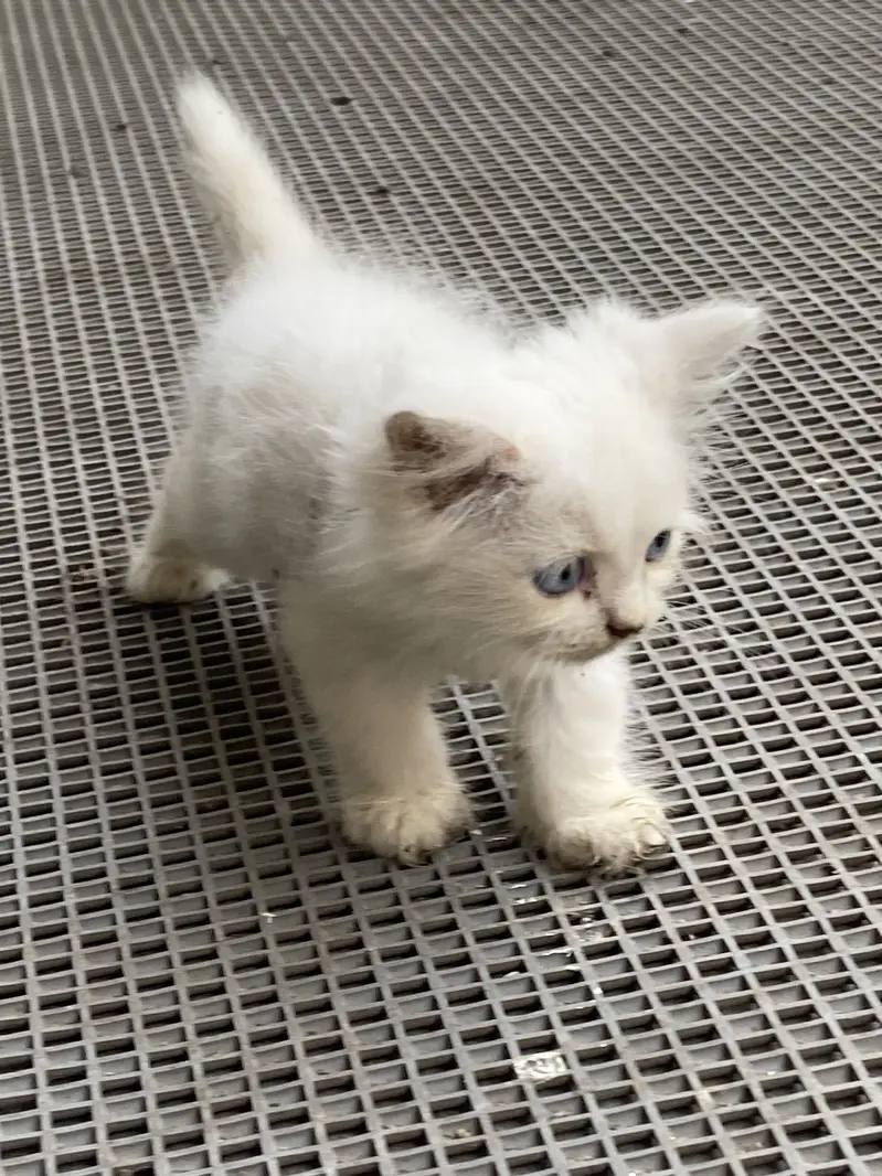 Male female kittens available — photo 4