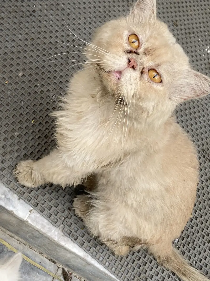 Male female kittens available — photo 6
