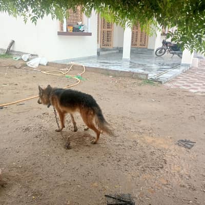 German Shepherd dog black and tan for sale only 55000