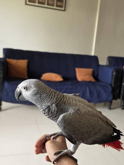 my parrot it is 2 years old