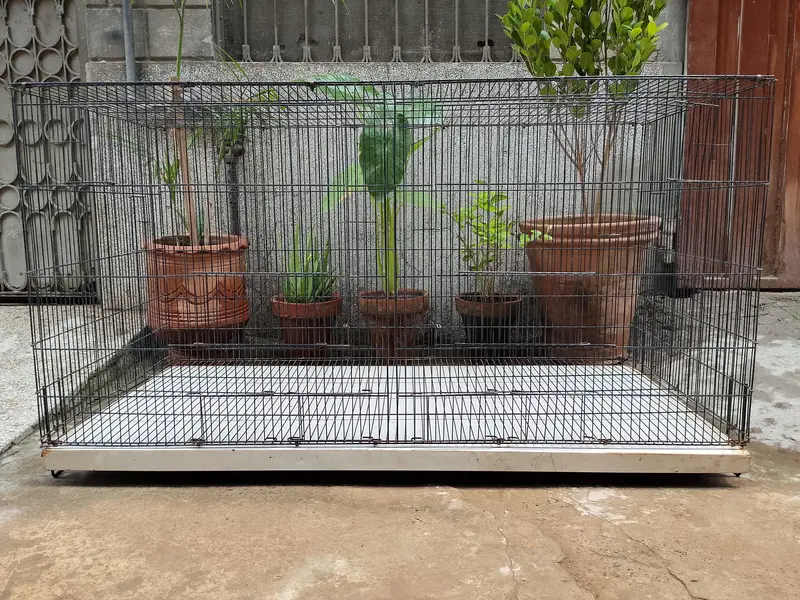 Parrot Cage | Hen Cage | Aseel Cage| Cat Cage| — photo 4