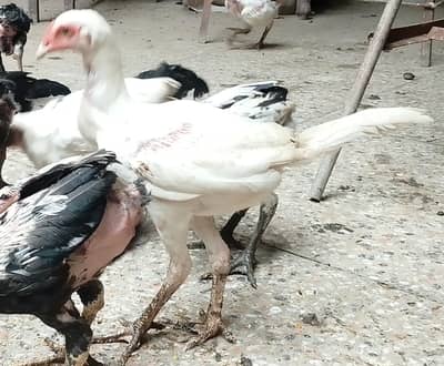 Azadi offer | Hera Aseel | Paper White Aseel | Aseel Lasani For Sale