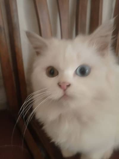 Persian cat
