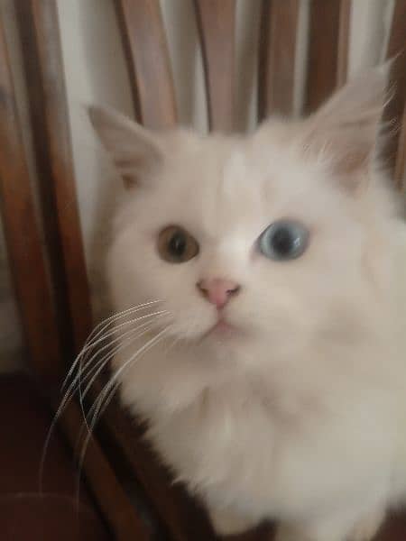 Persian cat 0