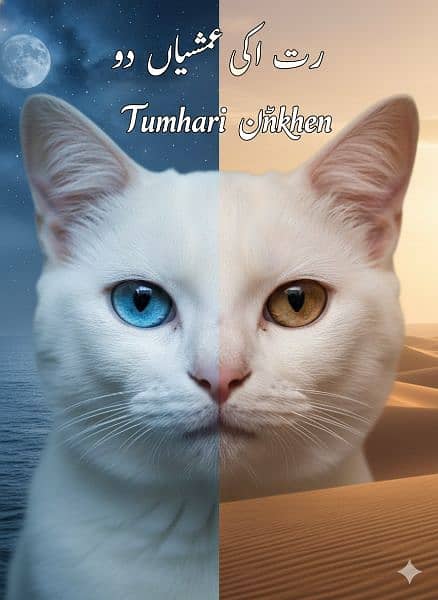 Persian cat 1