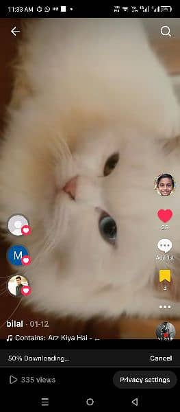Persian cat 2