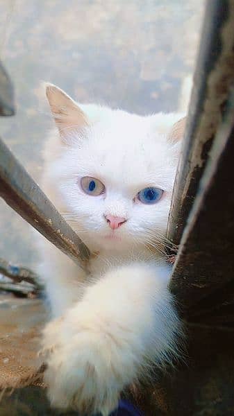 Persian cat 3