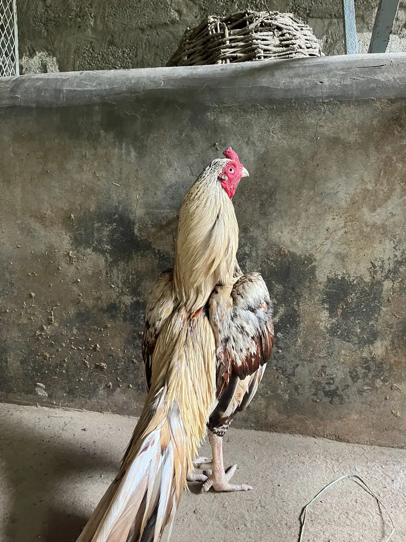 High class aseel for sale — photo 2