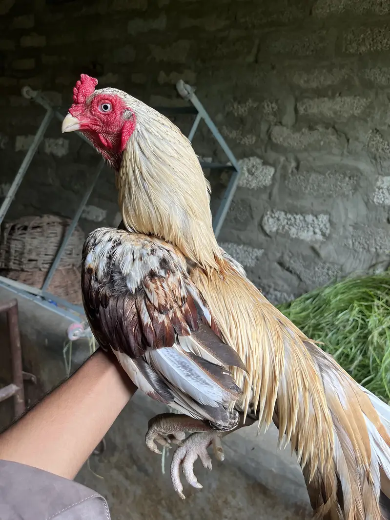 High class aseel for sale — photo 3