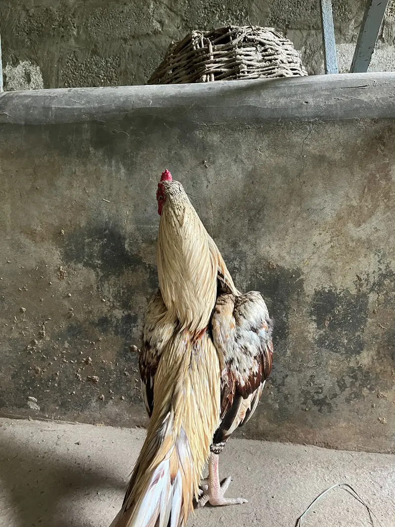 High class aseel for sale — photo 4