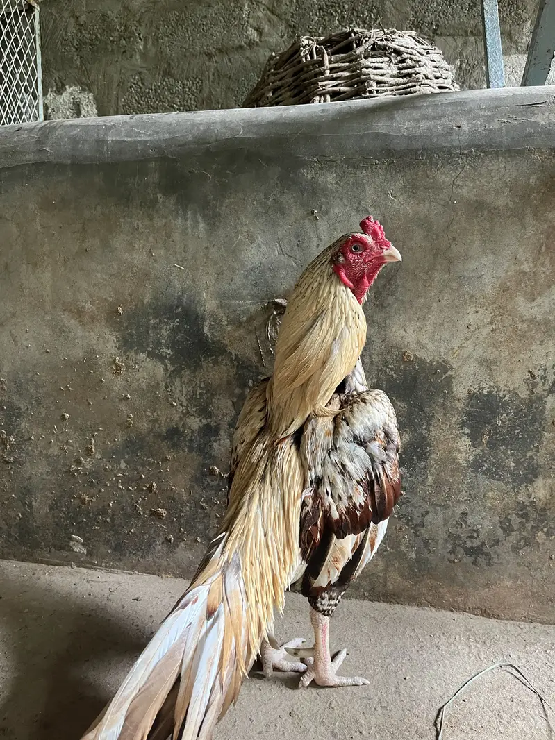 High class aseel for sale — photo 5