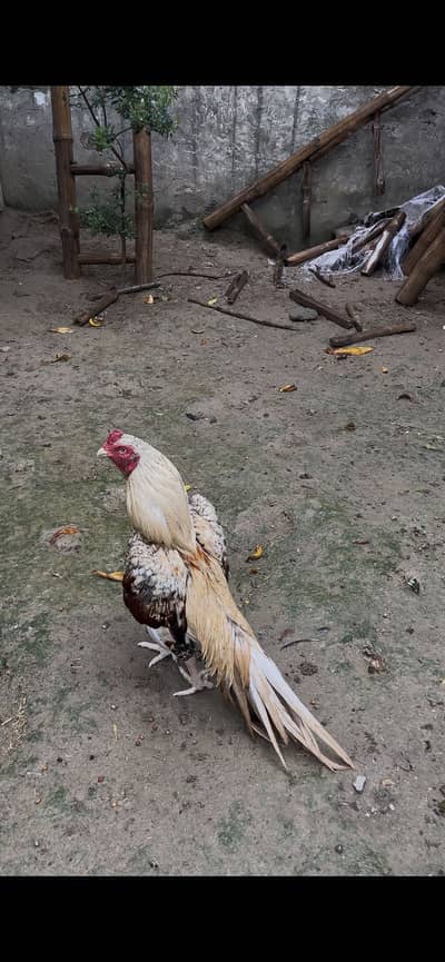High class aseel for sale