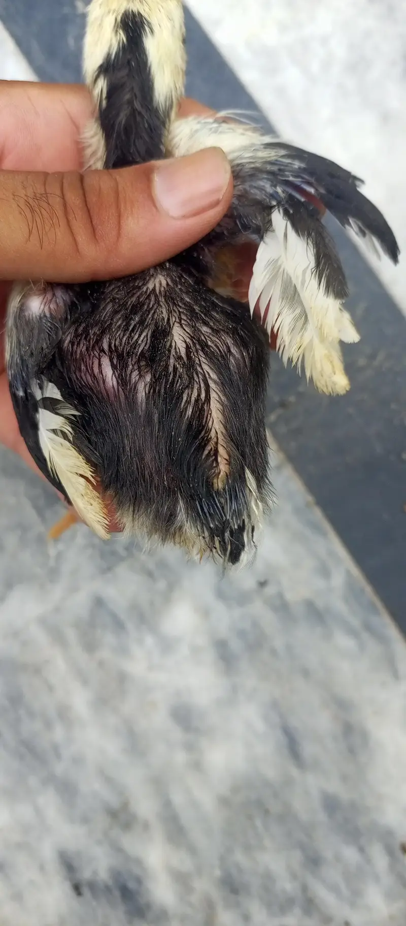 parrot beak Turkish Thai cross chiks — photo 8