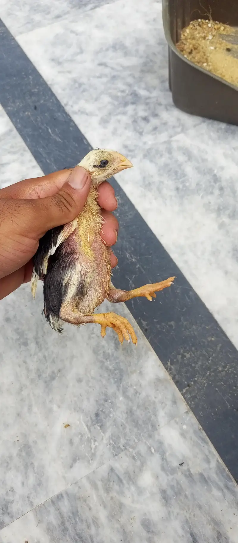 parrot beak Turkish Thai cross chiks — photo 9