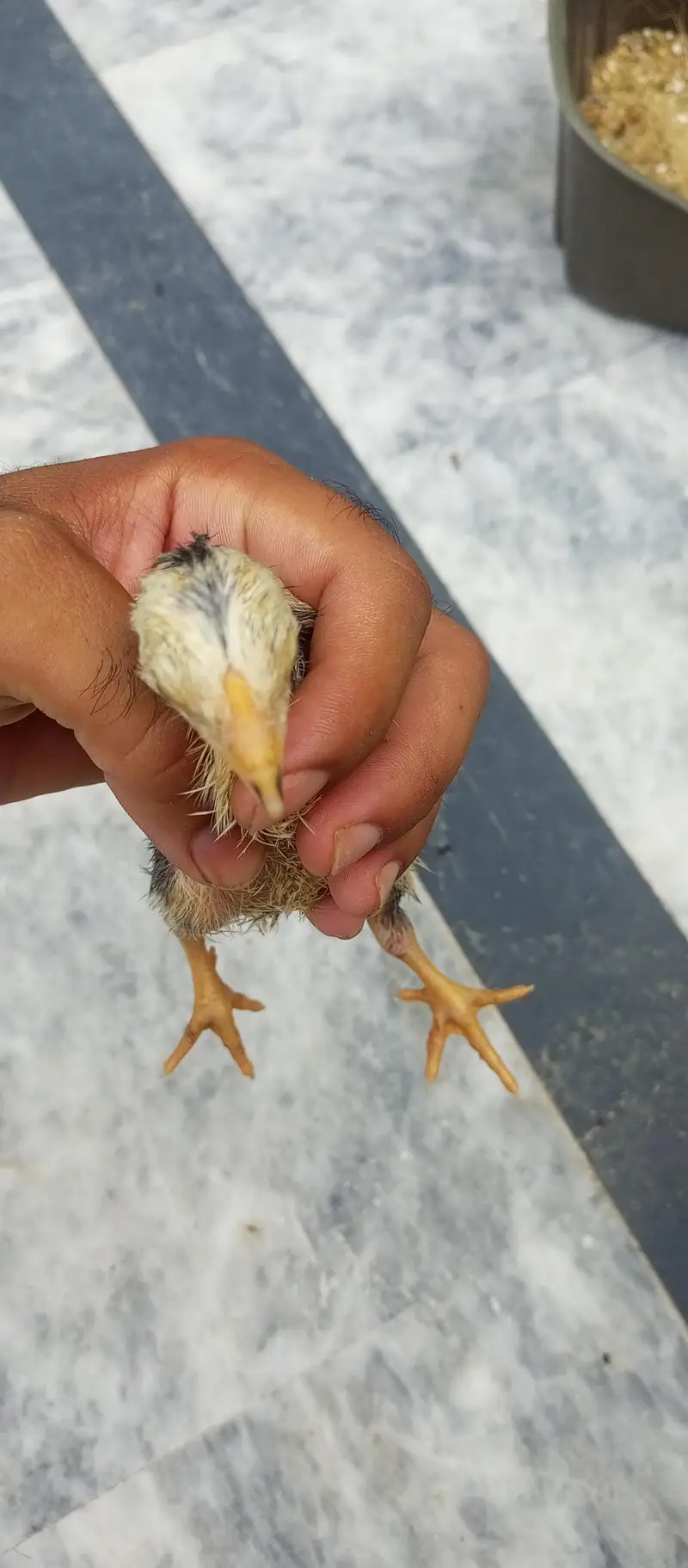 parrot beak Turkish Thai cross chiks — photo 10