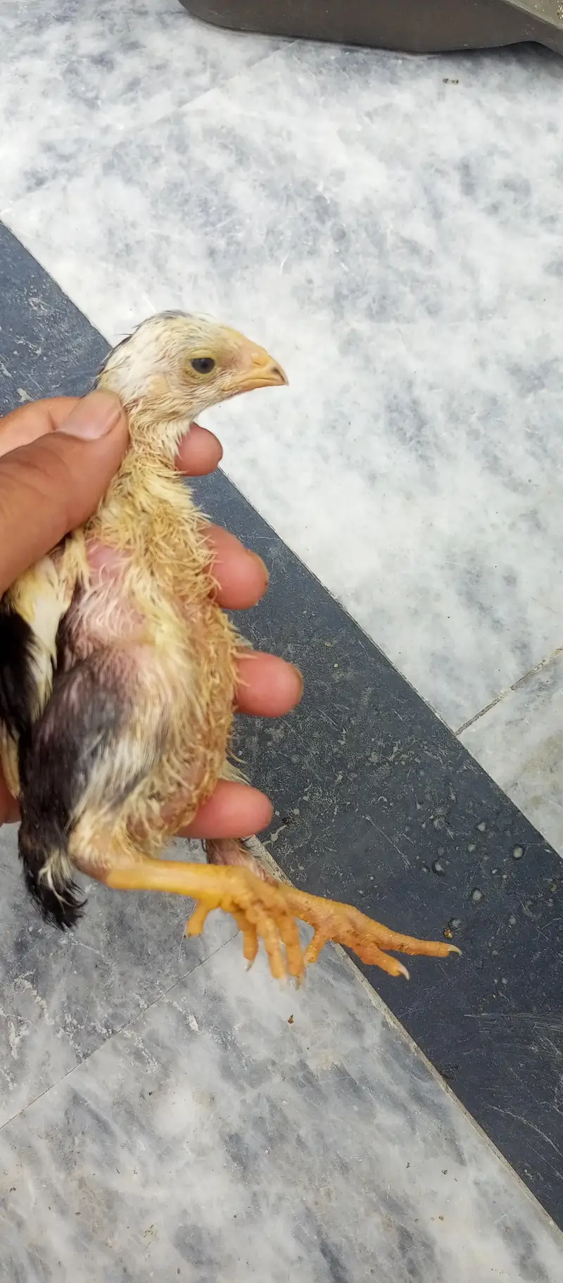 parrot beak Turkish Thai cross chiks — photo 11