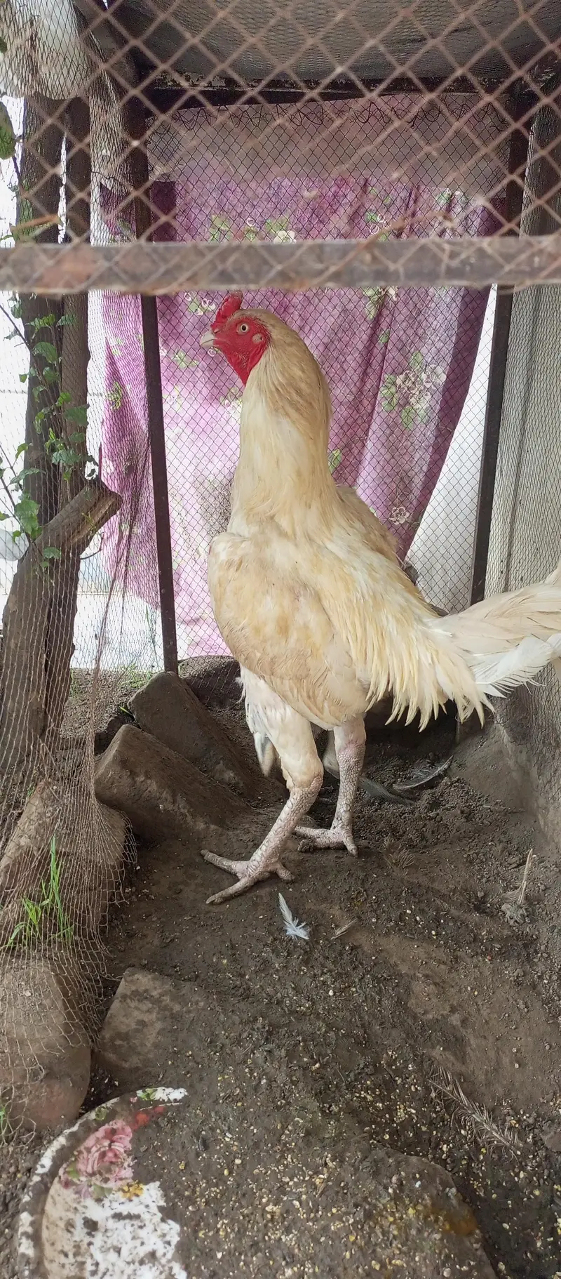 parrot beak Turkish Thai cross chiks — photo 2
