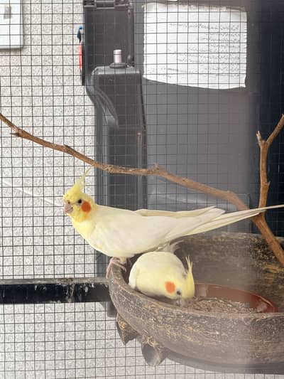 Cream Cockatiel Pair for Sale