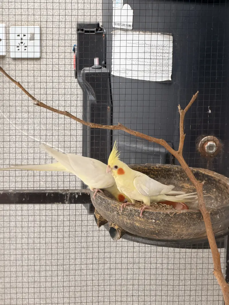 Cream Cockatiel Pair for Sale — photo 2