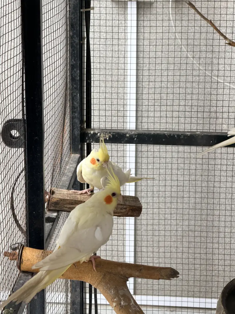 Cream Cockatiel Pair for Sale — photo 3