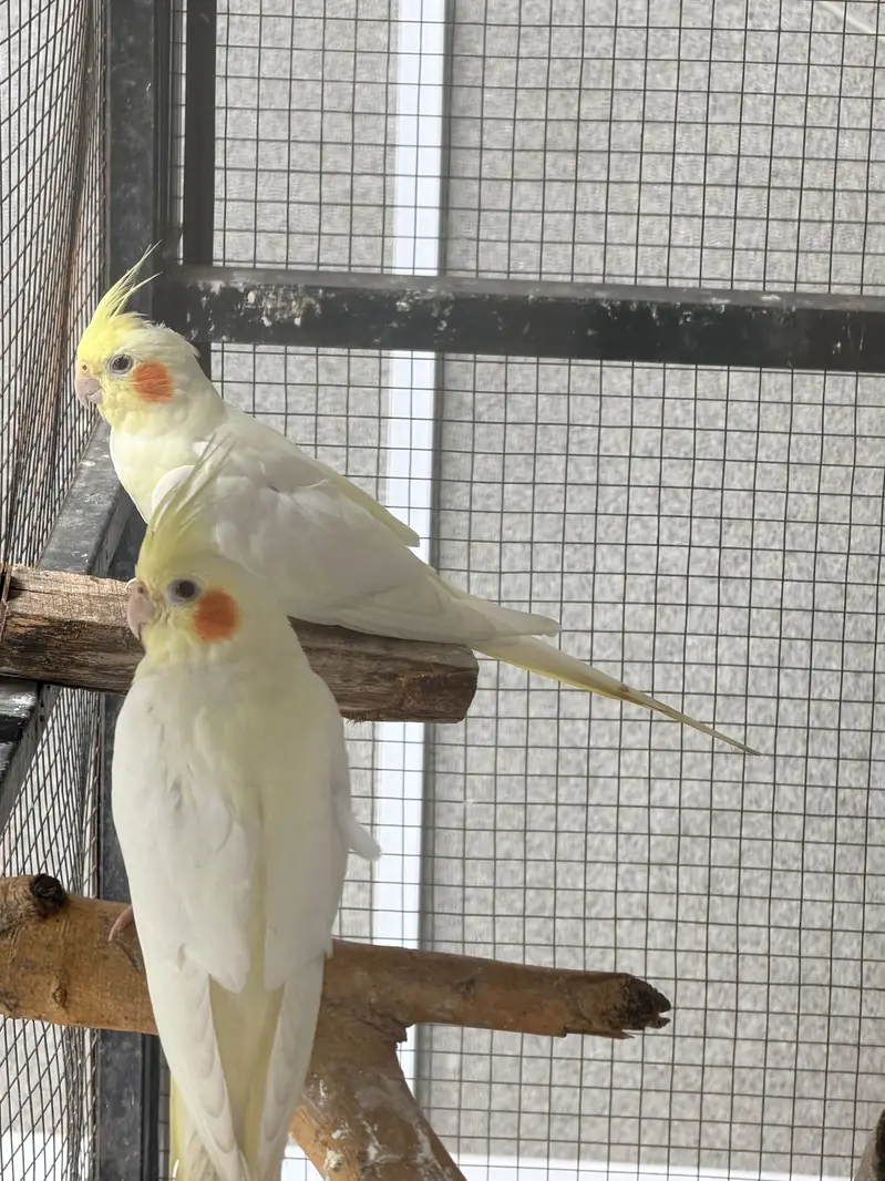Cream Cockatiel Pair for Sale — photo 4