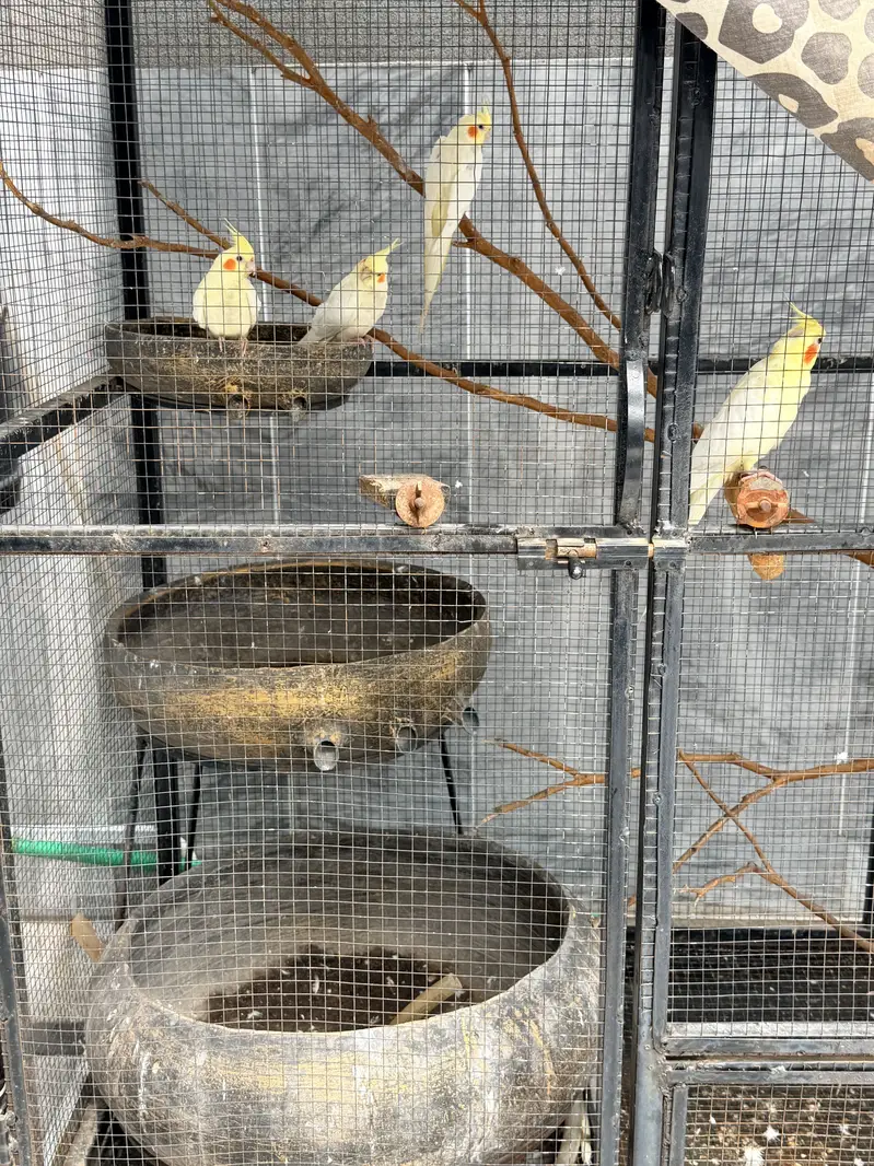 Cream Cockatiel Pair for Sale — photo 5