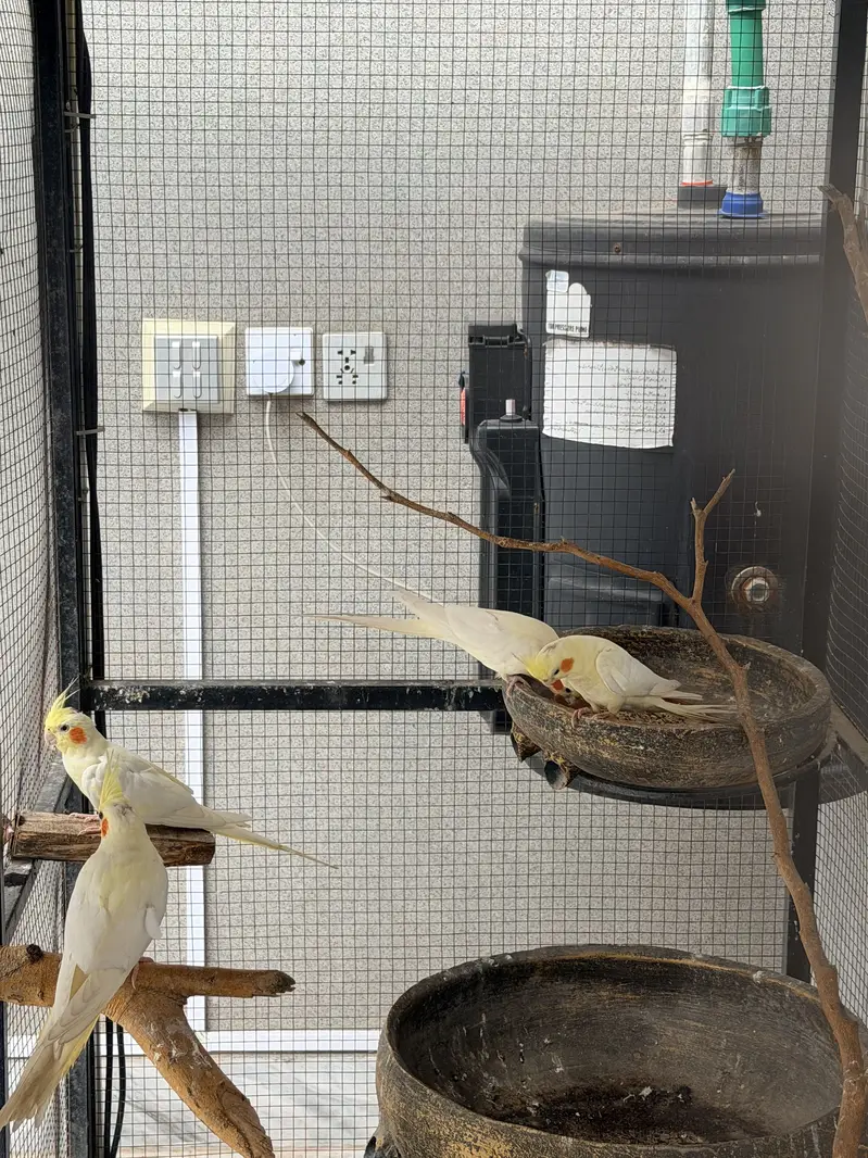 Cream Cockatiel Pair for Sale — photo 6