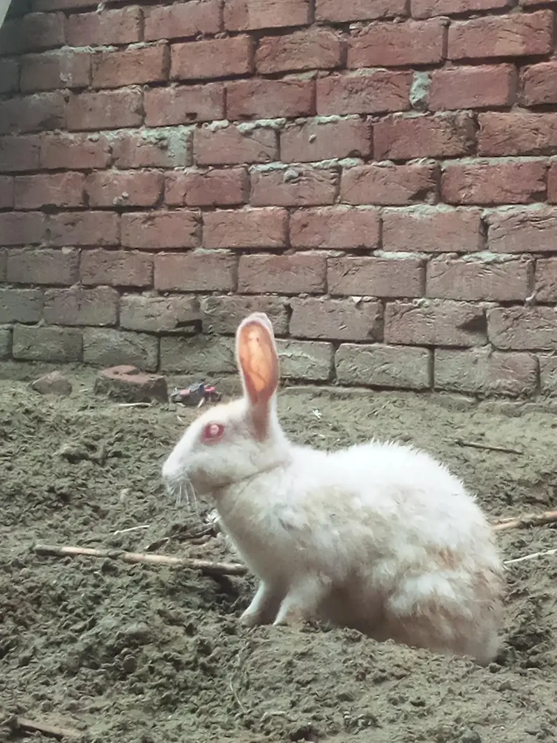 7 hazer ma sarya mil jaya ga 8 red eyes rabbit