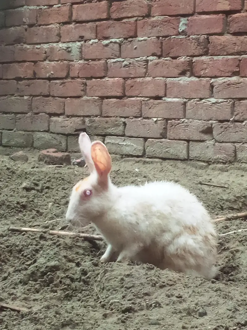 7 hazer ma sarya mil jaya ga 8 red eyes rabbit — photo 2
