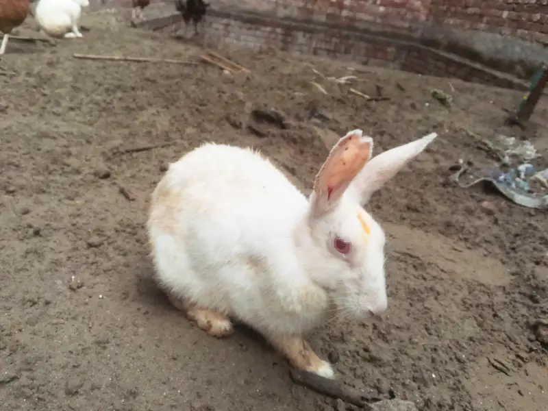 7 hazer ma sarya mil jaya ga 8 red eyes rabbit — photo 3