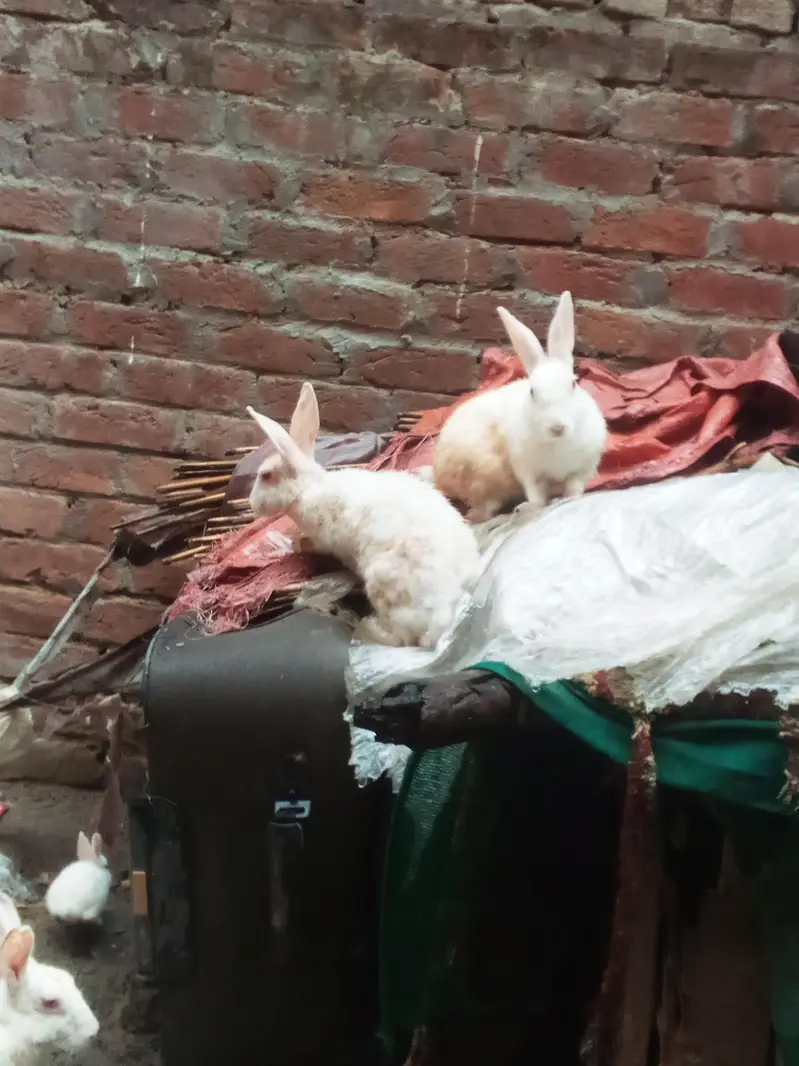 7 hazer ma sarya mil jaya ga 8 red eyes rabbit — photo 4