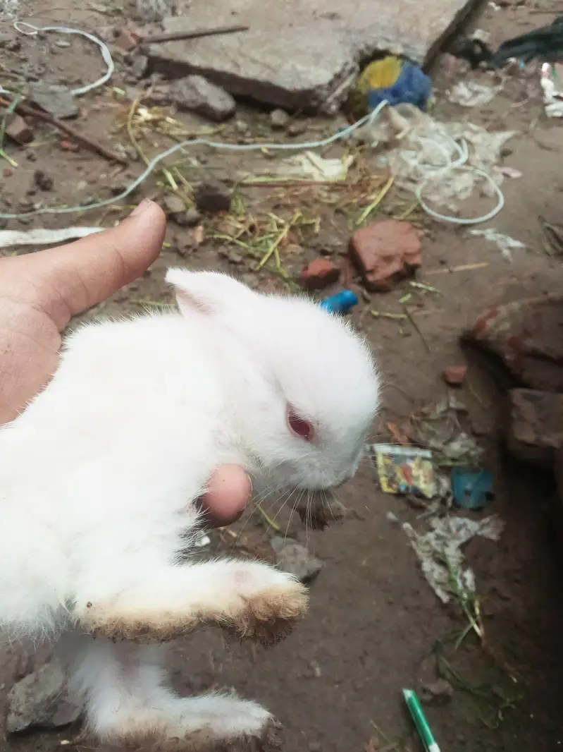 7 hazer ma sarya mil jaya ga 8 red eyes rabbit — photo 5