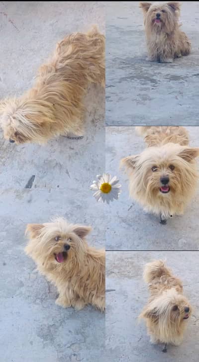 Golden Pomeranian male dog for sale very active and playful