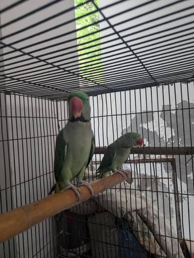raw breeder pair for sale