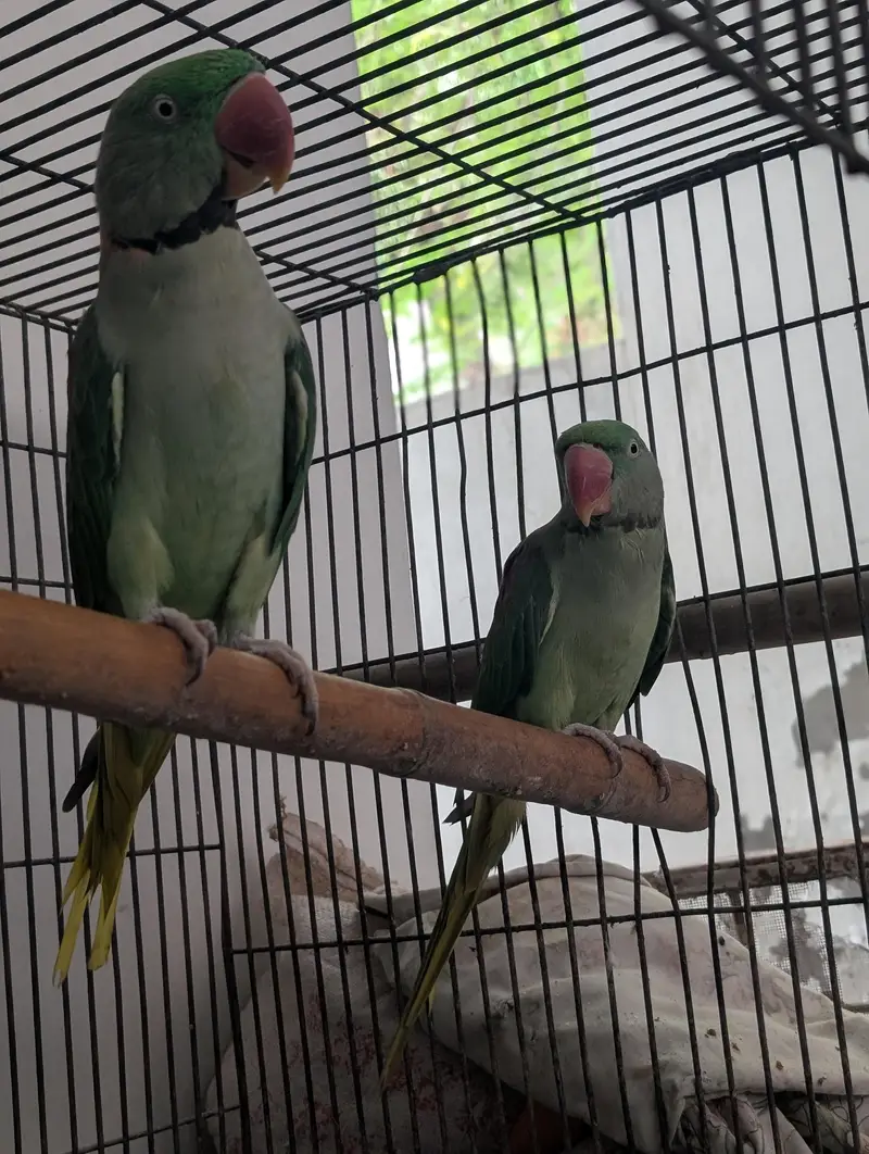 raw breeder pair for sale — photo 2