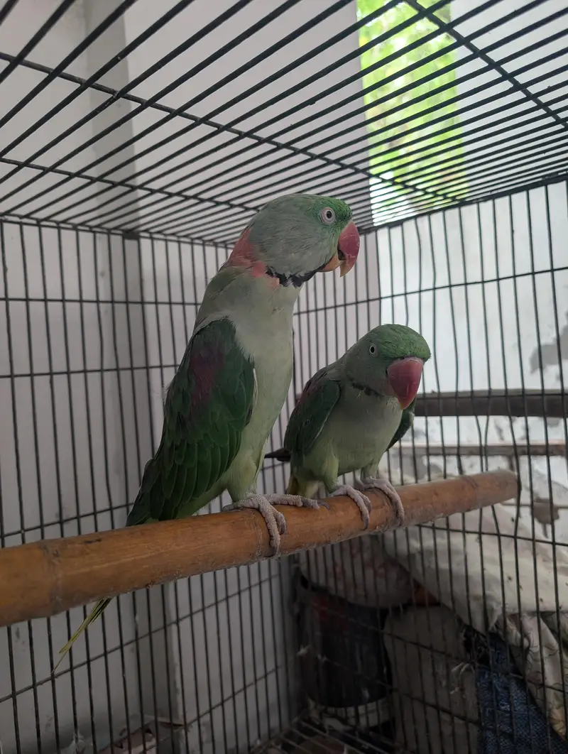 raw breeder pair for sale — photo 3