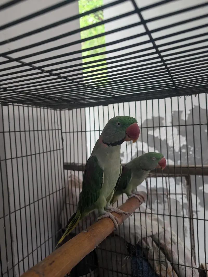 raw breeder pair for sale — photo 4