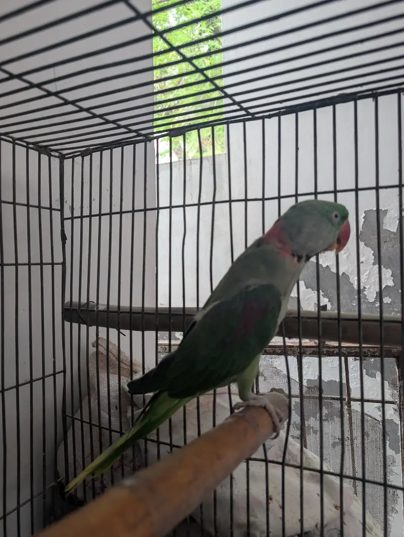 raw breeder pair for sale — photo 5