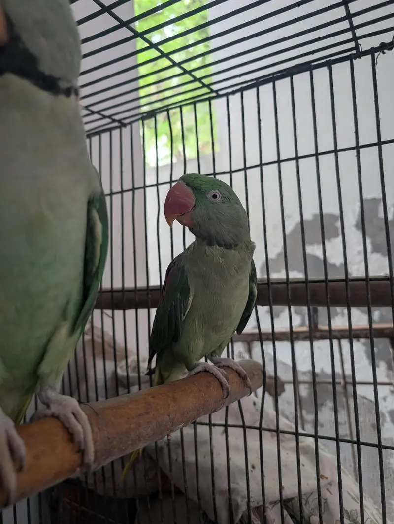 raw breeder pair for sale — photo 6