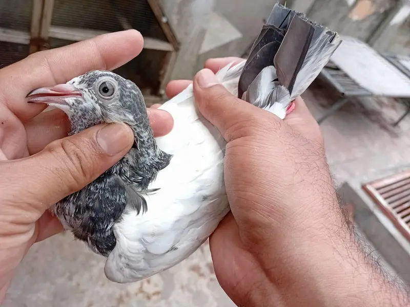 tadi kabooter. 3 pathi 2 patha 5pics available chota bacha 5 kali ka h — photo 4