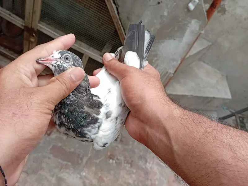 tadi kabooter. 3 pathi 2 patha 5pics available chota bacha 5 kali ka h — photo 5