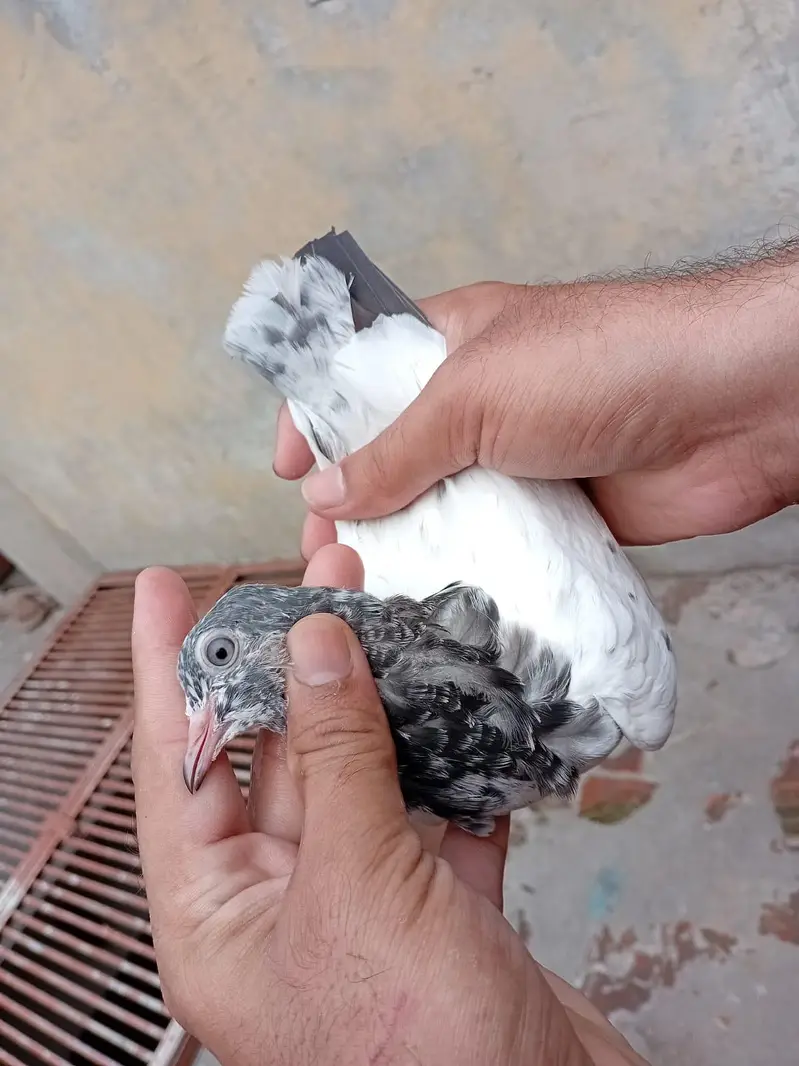tadi kabooter. 3 pathi 2 patha 5pics available chota bacha 5 kali ka h — photo 6