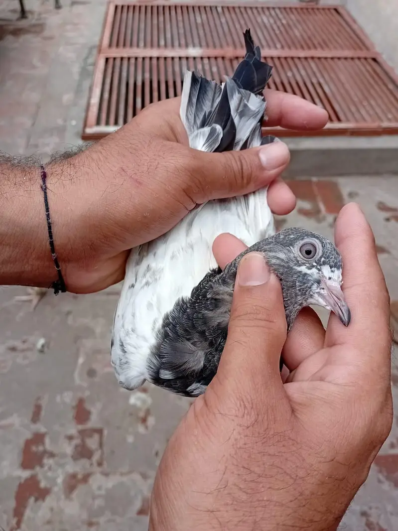 tadi kabooter. 3 pathi 2 patha 5pics available chota bacha 5 kali ka h — photo 7