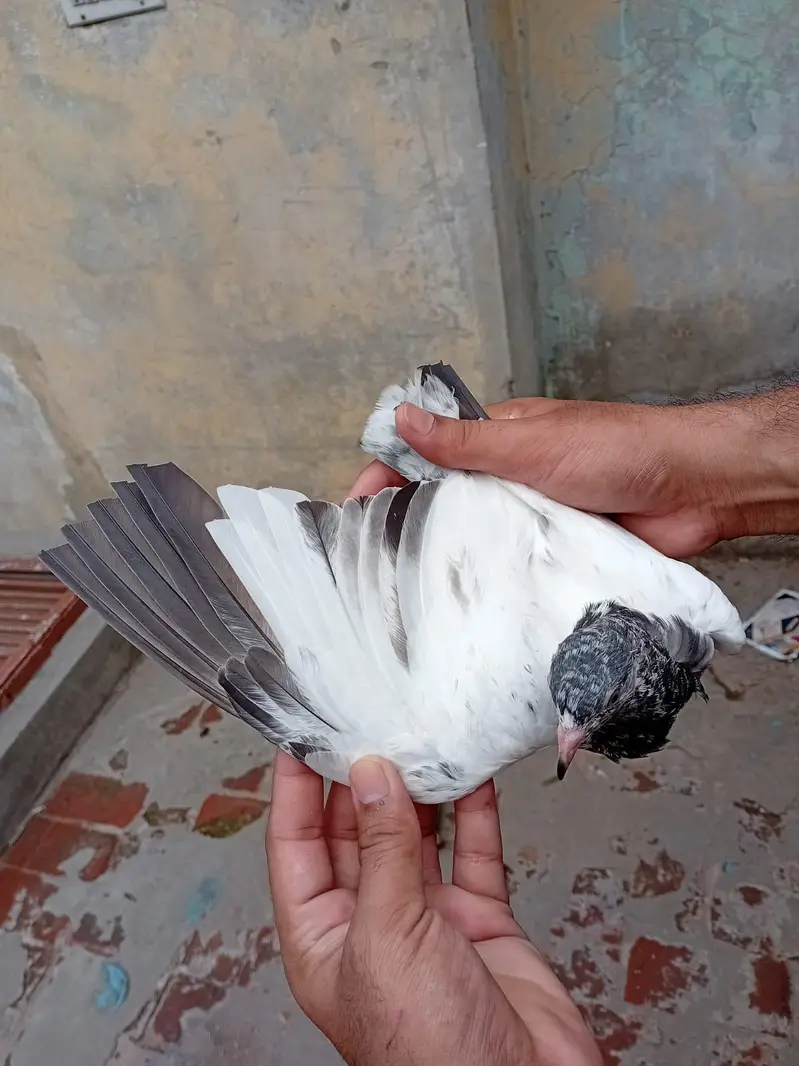 tadi kabooter. 3 pathi 2 patha 5pics available chota bacha 5 kali ka h — photo 8