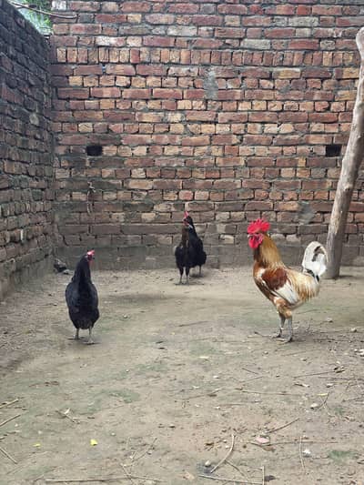 Desi Male female australop