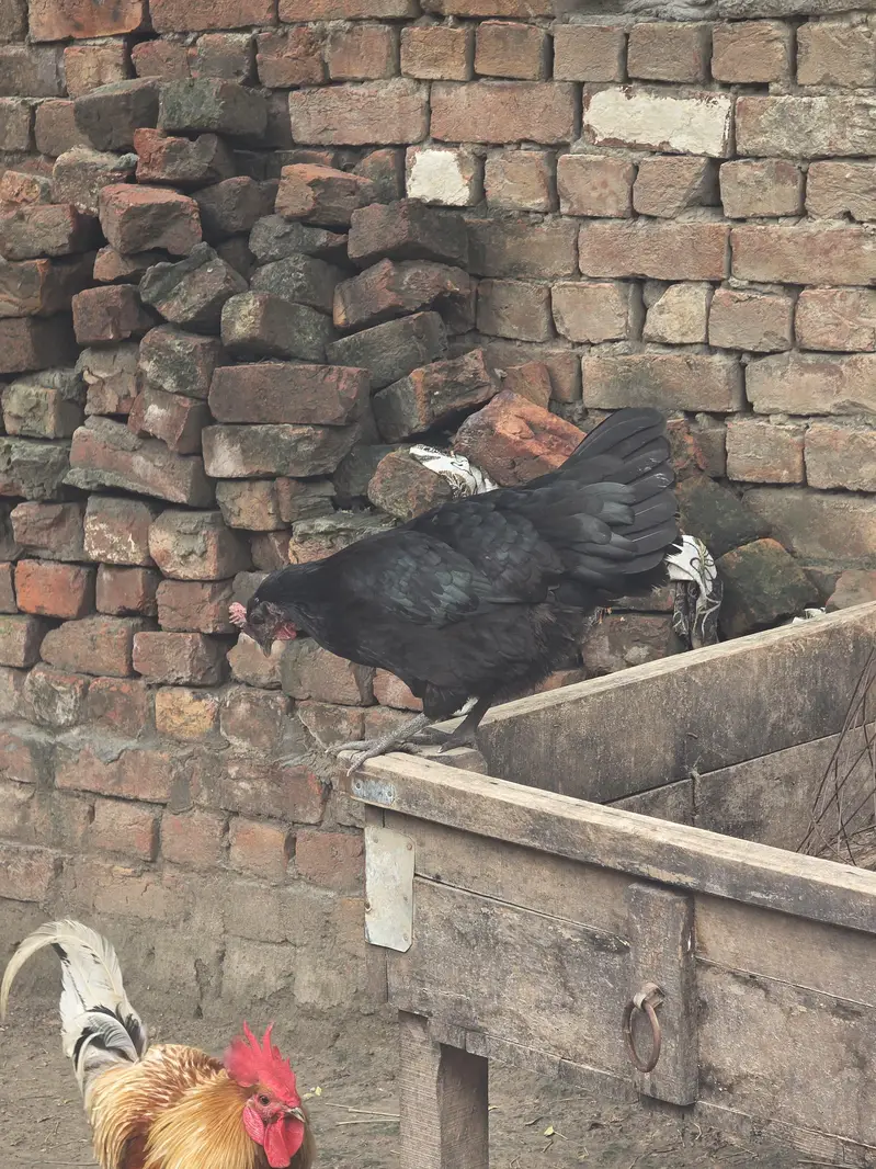 Desi Male female australop — photo 2