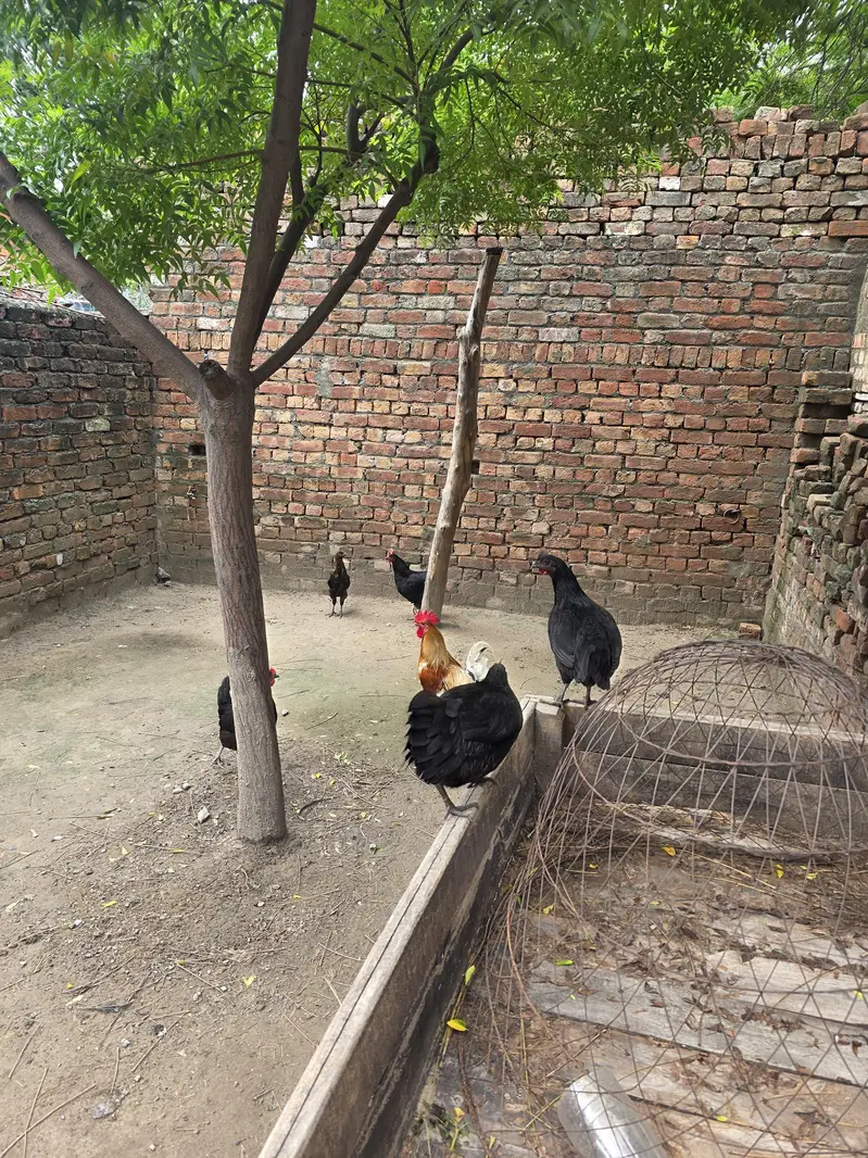 Desi Male female australop — photo 4