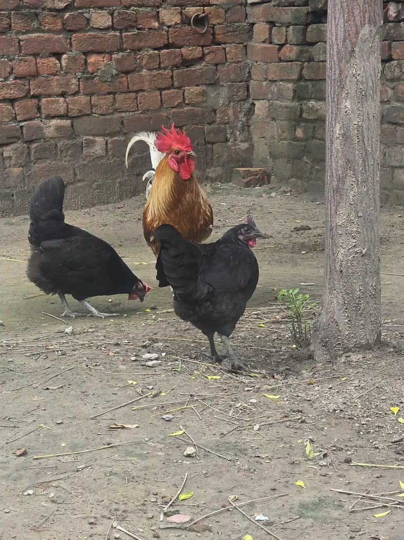Desi Male female australop — photo 5